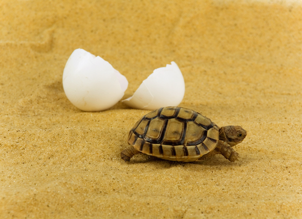 baby-turtle-hatched-egg_83588377_0.jpg